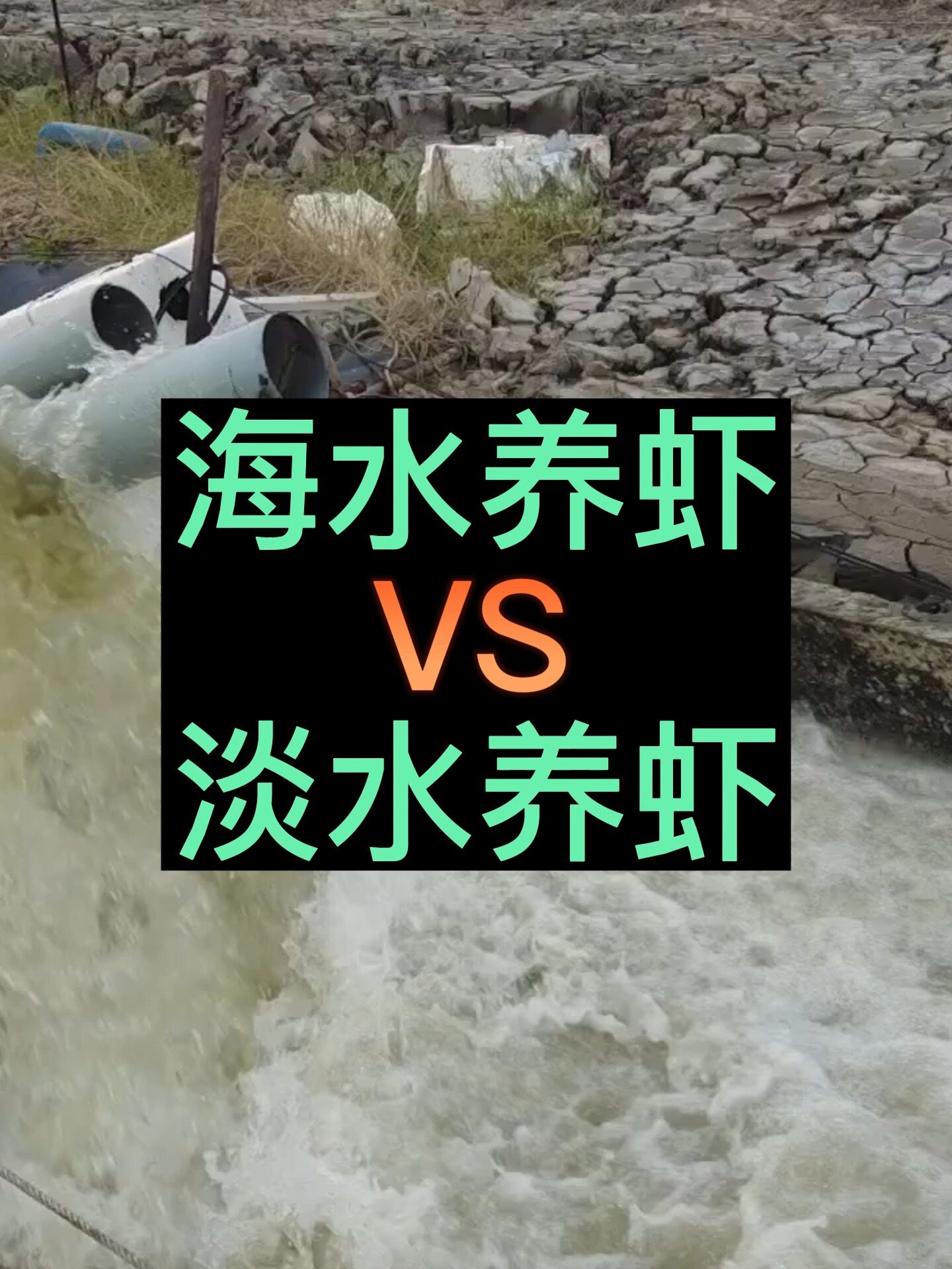 海水养虾和淡水养虾,这一个区别