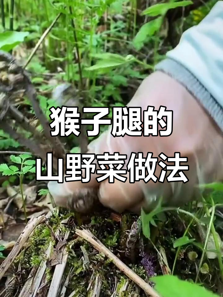 东北山野菜“猴子腿”的独特做法,晒干炒肉拌凉菜都美味