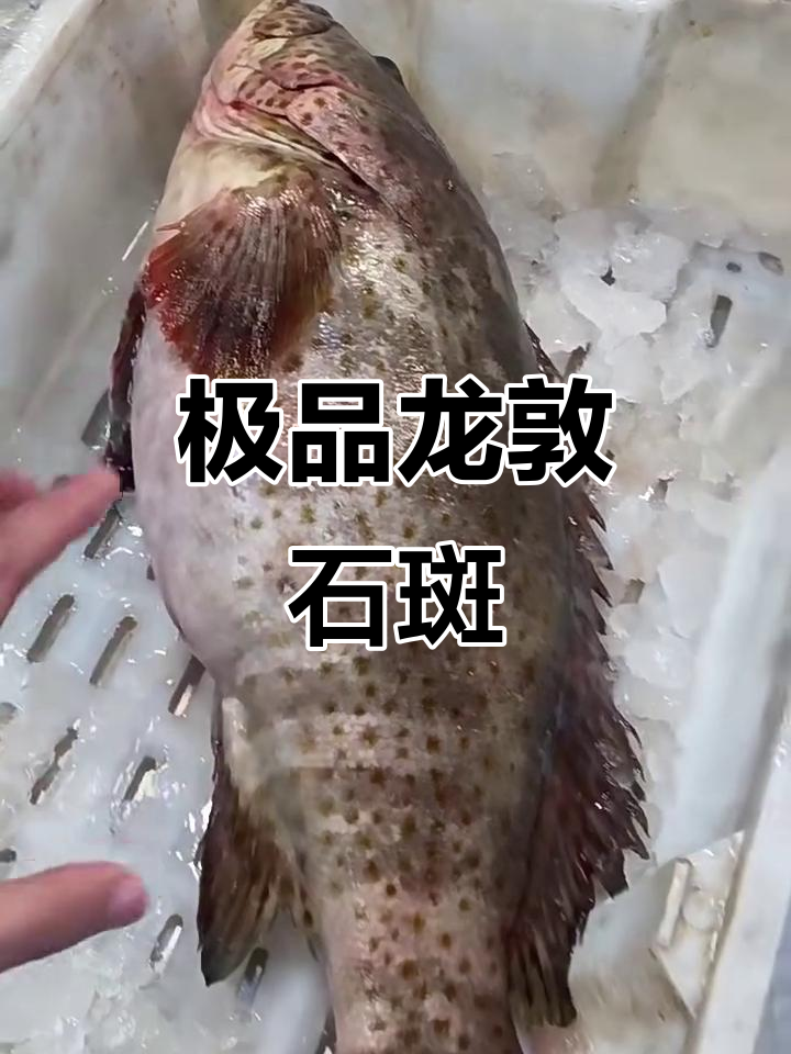 龙敦石斑鱼:肉质细腻、胶原蛋白丰富,做法多样超美味
