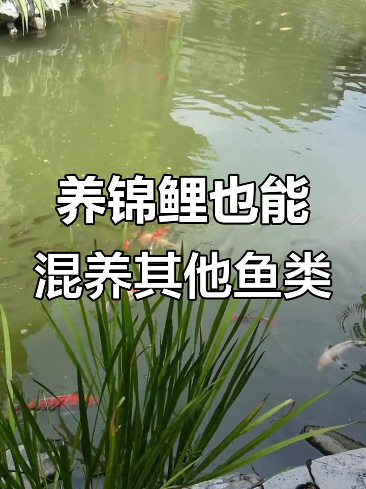 锦鲤与鲫鱼草鱼的和谐共养,轻松打造生态水族环境