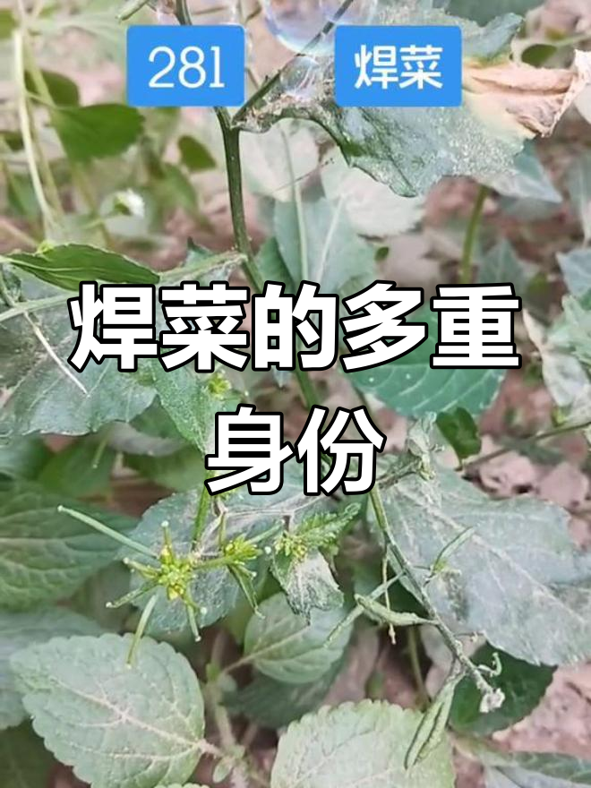 焊菜,别名众多,野油菜、鸡肉菜的多种称呼