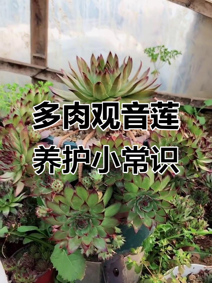 夏季养护观音莲,轻松掌握多肉植物繁殖技巧