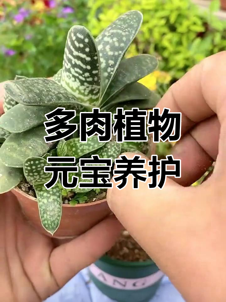 紫宝多肉植物养护技巧,轻松分株让它更健康