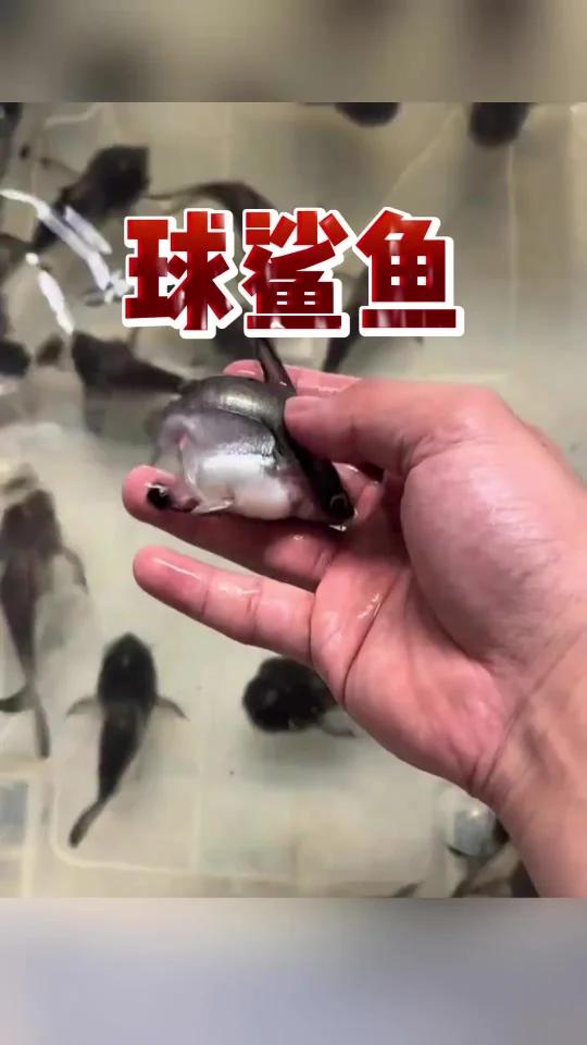 冷水鱼八大排行榜