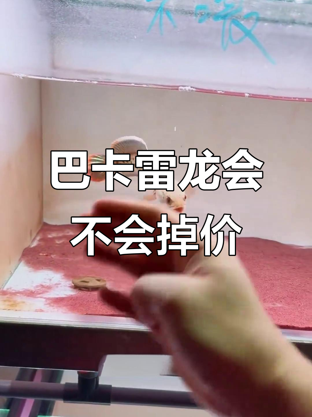 人工繁殖巴卡雷龙,价格是否会下跌?