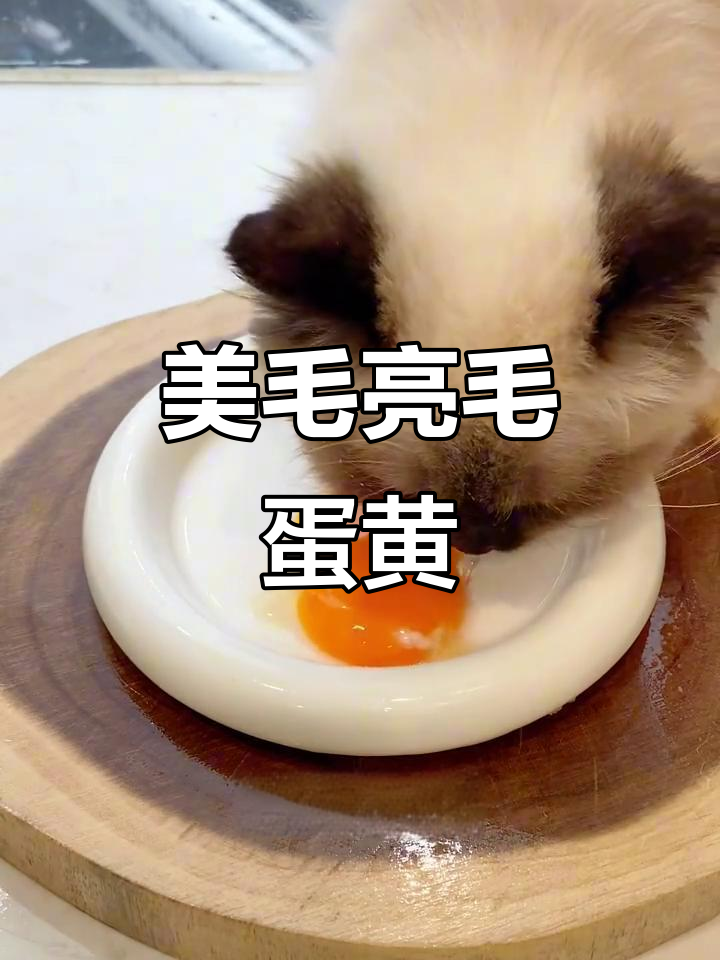 每天一个蛋黄,猫咪美毛又健康