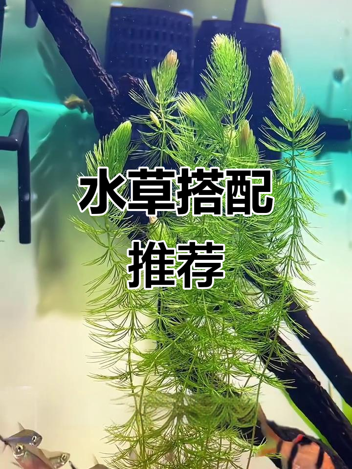 金鱼藻与孔雀鱼的完美搭配,效果超乎想象!