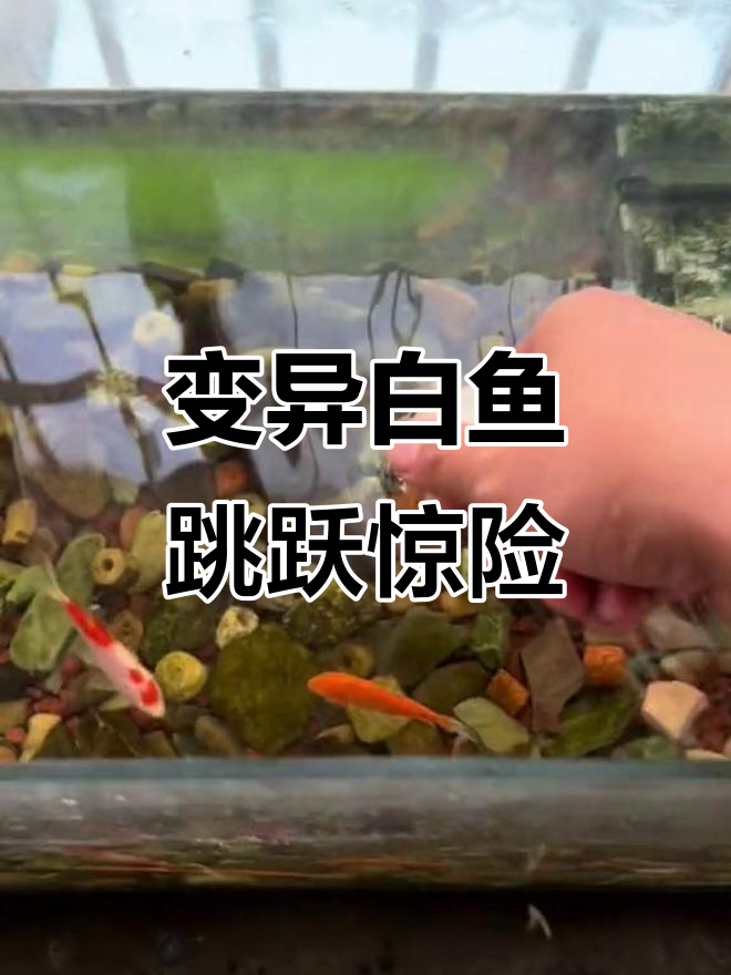 变异白色鱼儿跳缸，黄金鱼也意外现身！
