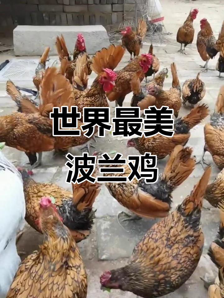 波兰鸡:美丽温顺的微型家禽,气质非凡