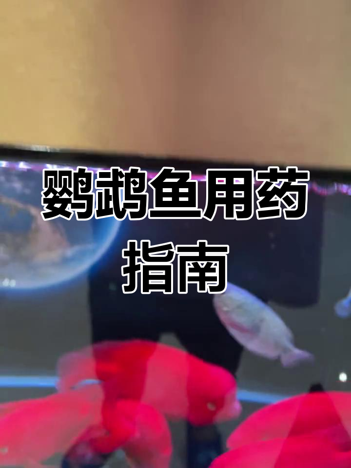 庆大霉素治疗鹦鹉鱼常见病,用法与预防全解析