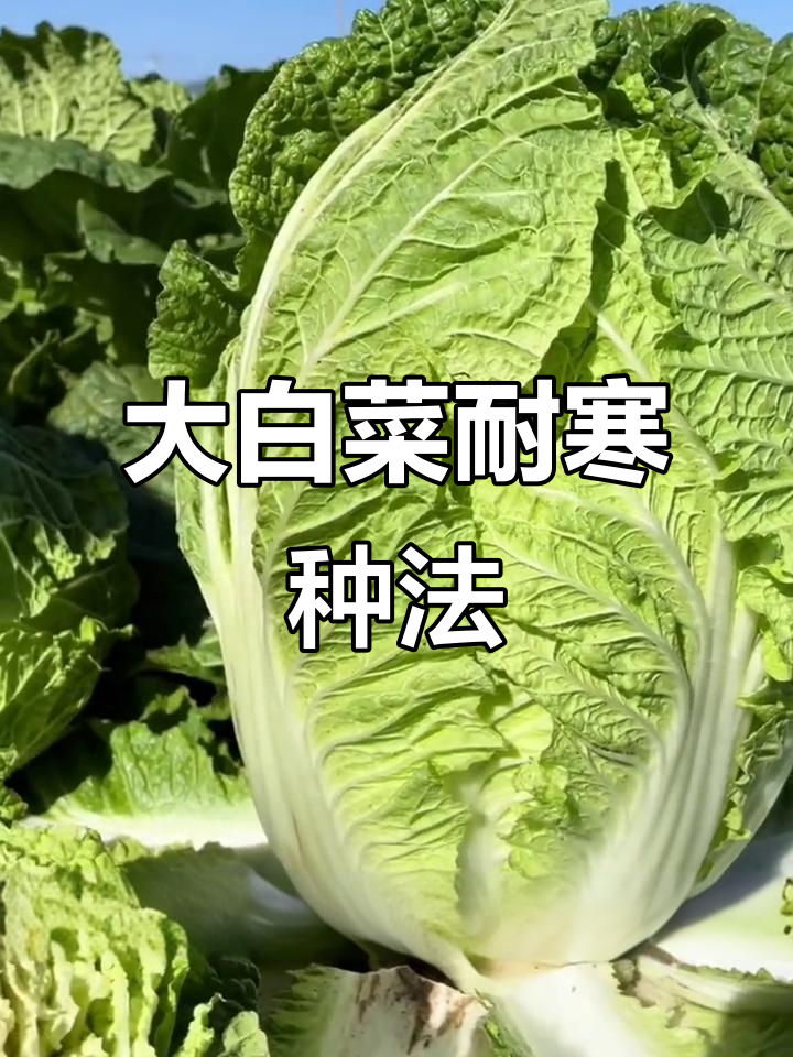 冬季大白菜种植技巧,教你如何挑选母苗包心更紧实