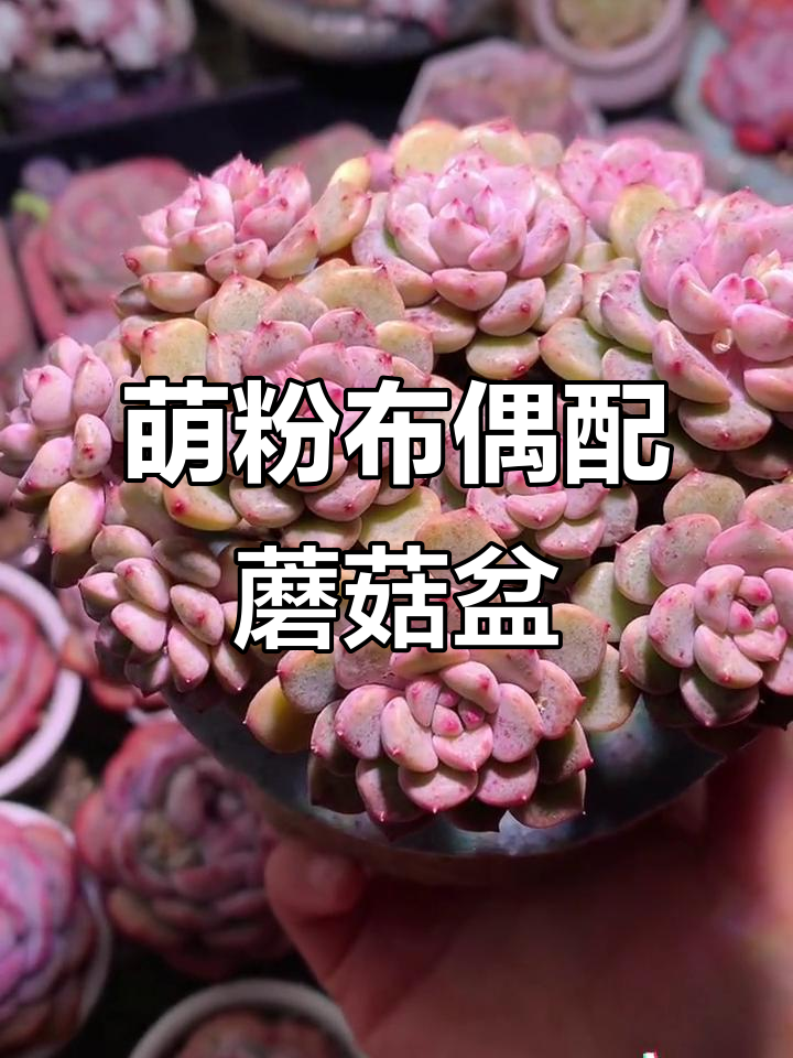 可爱粉布偶与蘑菇盆搭配,多肉植物带来治愈感