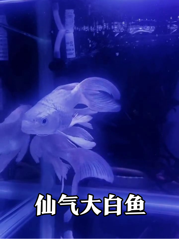 鱼缸白富美!大尾巴金鱼带彩色小弟巡游,画面太仙