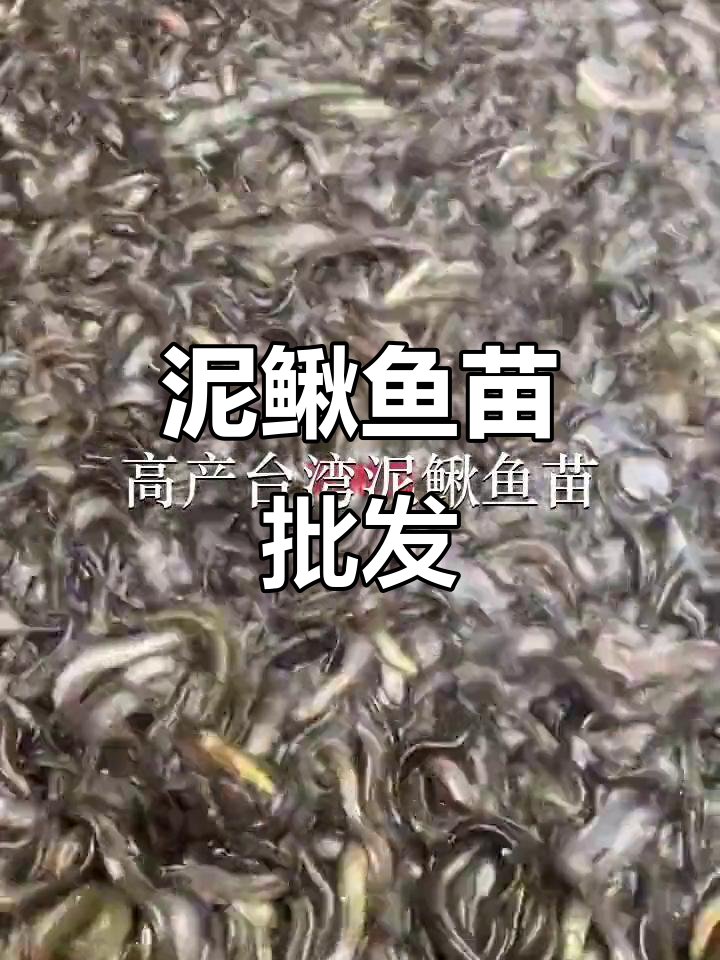 台湾泥鳅鱼苗批发，惠州至深圳各地供应