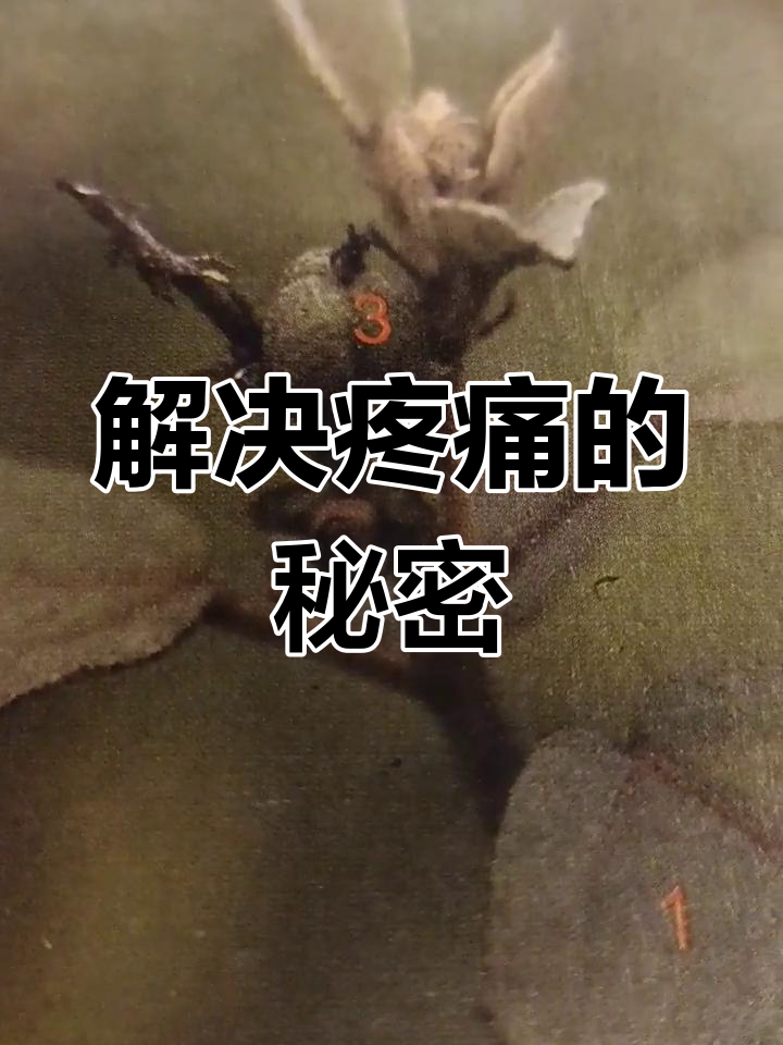 鸡骨香与风湿痛,轻松解决你的困扰