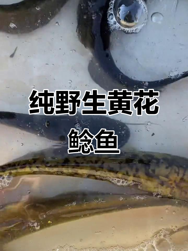 野生鲶鱼大揭秘，黄花鲶鱼的独特魅力