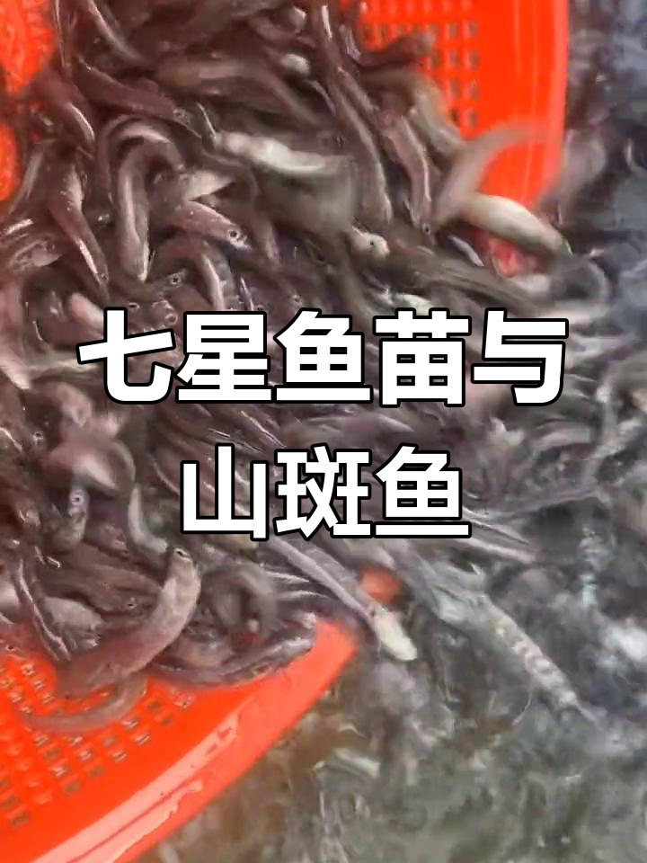 七星鱼苗与山斑鱼的营养美味,老少皆宜的珍品