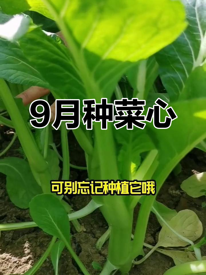 九月菜心种植指南,轻松做粤式美味