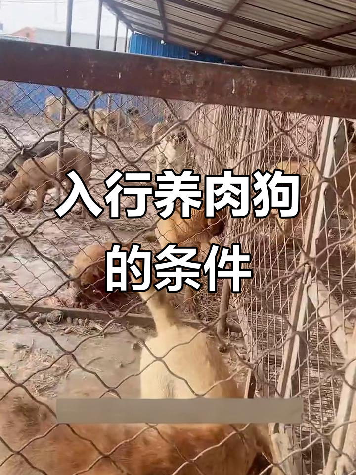想入肉狗养殖行业?这些条件必须满足!