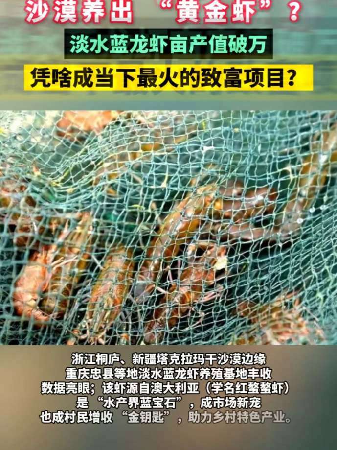 沙漠养出“黄金虾”?淡水蓝龙虾亩标值破万,凭啥成当下最火的致富项目 蓝龙虾 水产养殖 三农