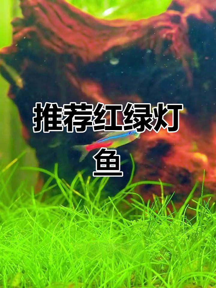 红绿灯鱼：草缸里最容易养的小型观赏鱼类