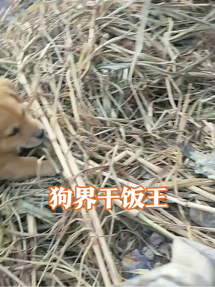 小黄狗狂炫整条鱼，同伴围观急得直转圈