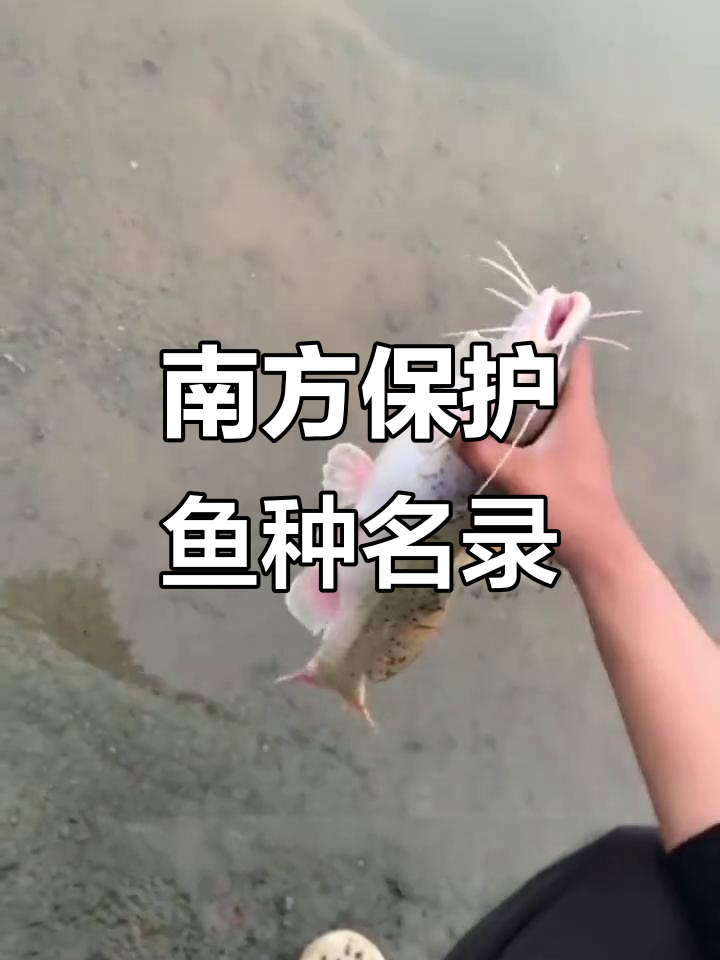南方保护鱼类全解析,钓鱼前必看这些禁钓名单