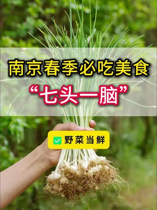 南京春日限定美味“七头一脑”大赏!马兰头、香椿头、菊花脑……吃过5种算你牛!#南京美食 #