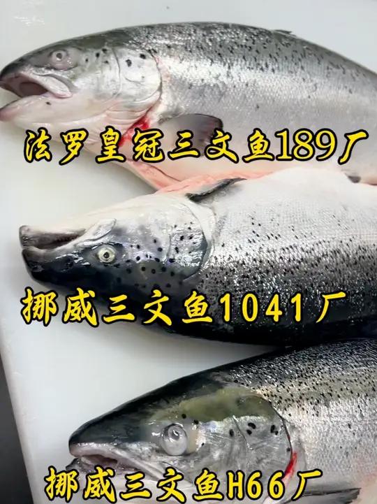 两款可以闭着眼睛入手的两款挪威三文鱼,挪威三文鱼1041厂与H66厂,1041肉质又号称小