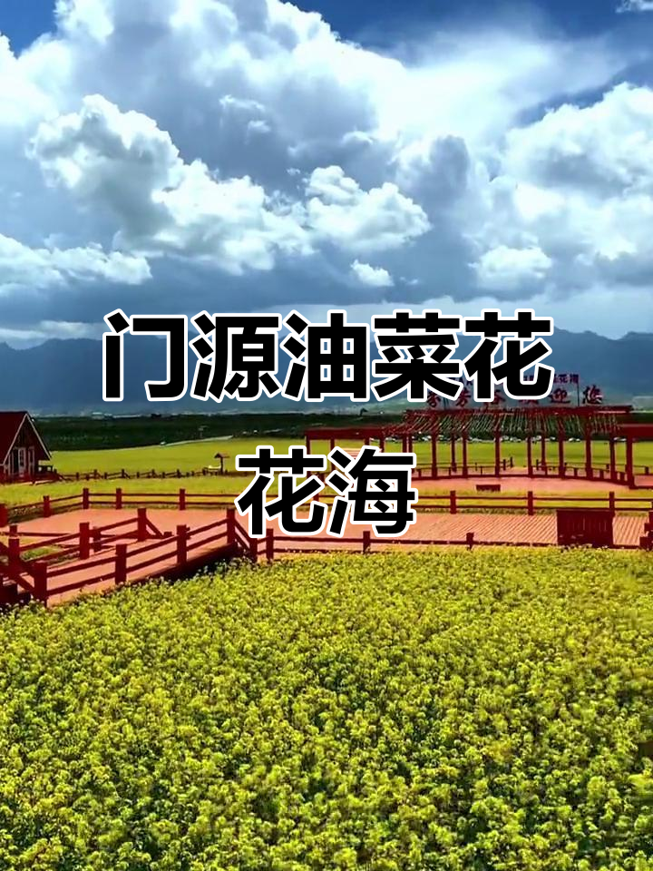 青海门源油菜花海,蓝天白云下的美丽风景
