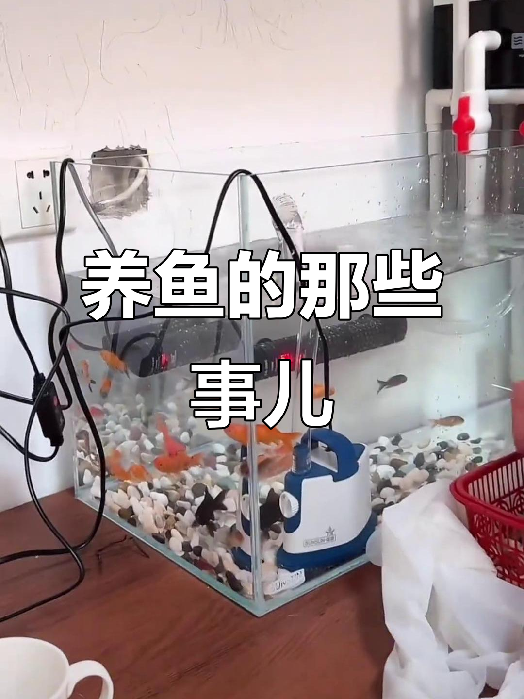 临时养鱼小插曲:如何处理金鱼拉屎和周转箱问题