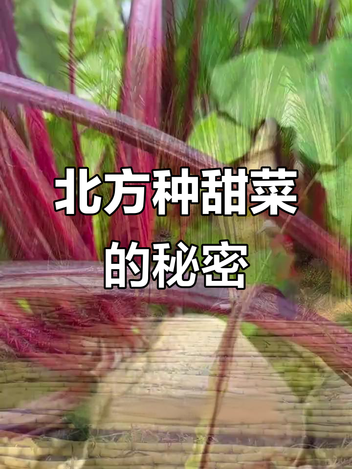北方为何用甜菜制糖,南方甘蔗更常见?