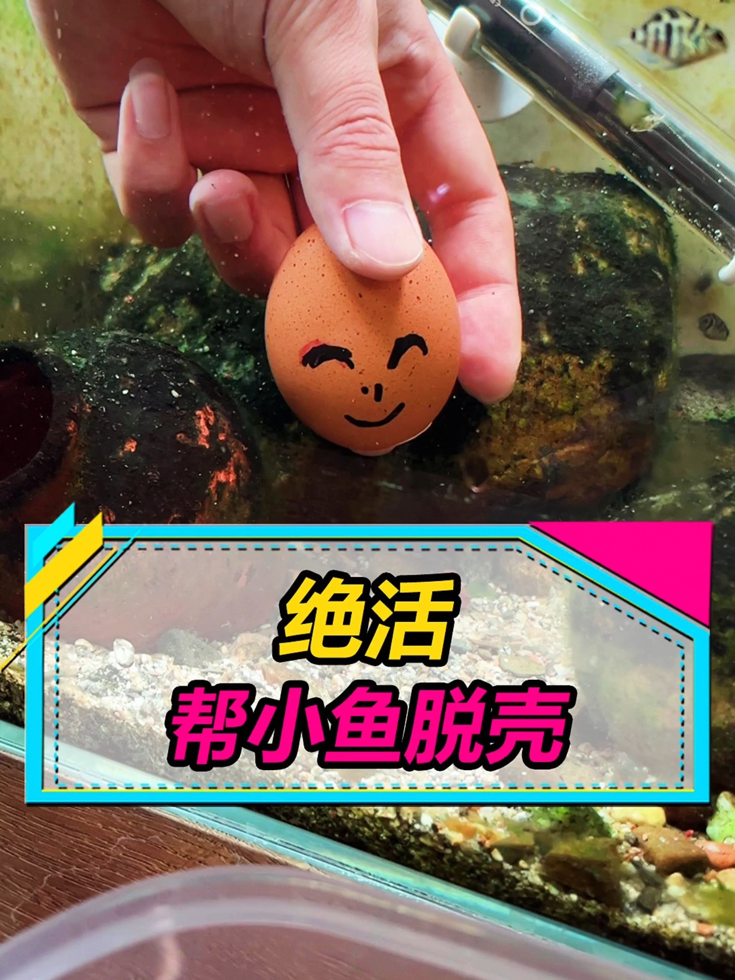 繁殖迷你鹦鹉鱼,你学会了么?