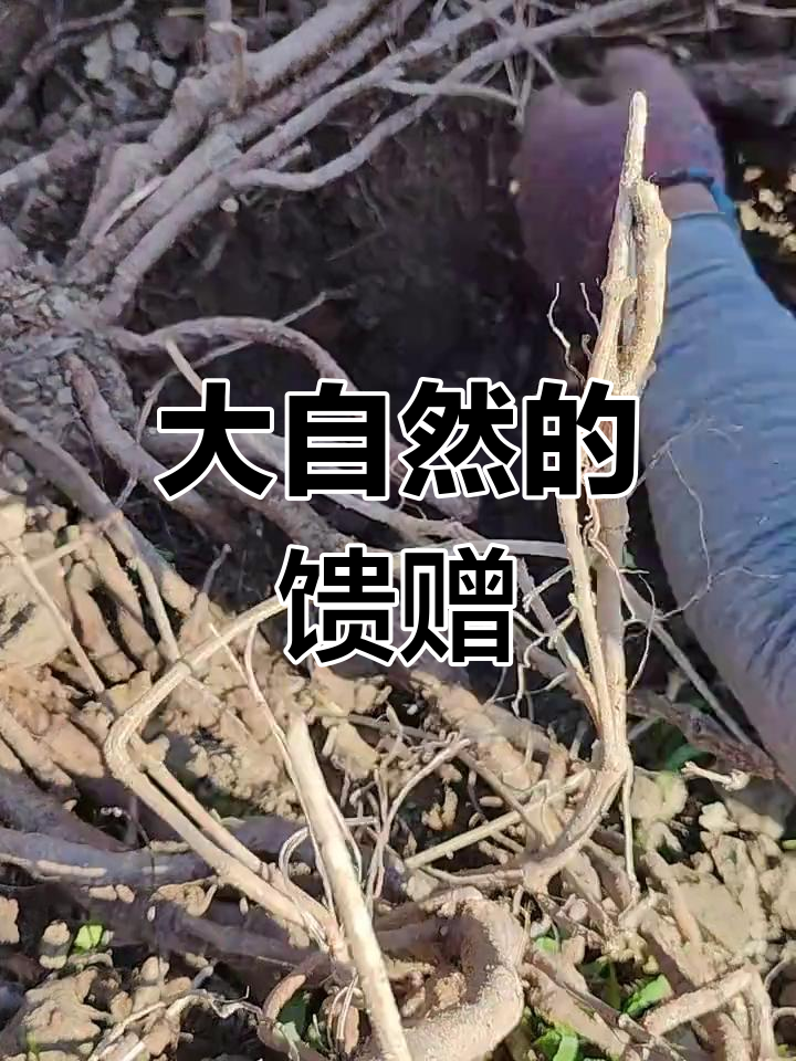 野生鸡屎藤的滋补功效