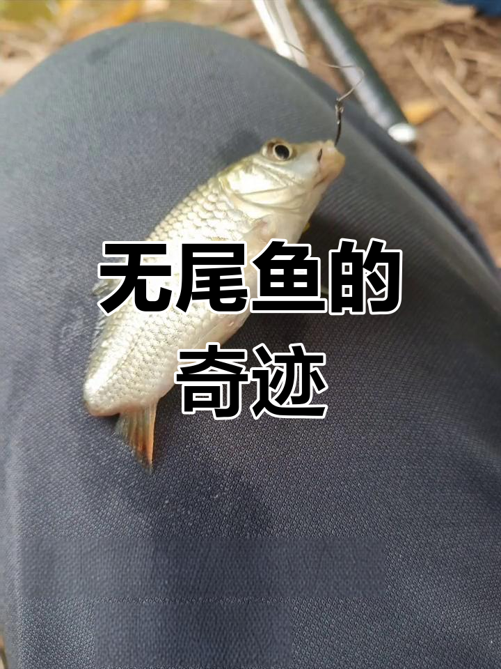钓到一条无尾鱼,竟然如此坚强