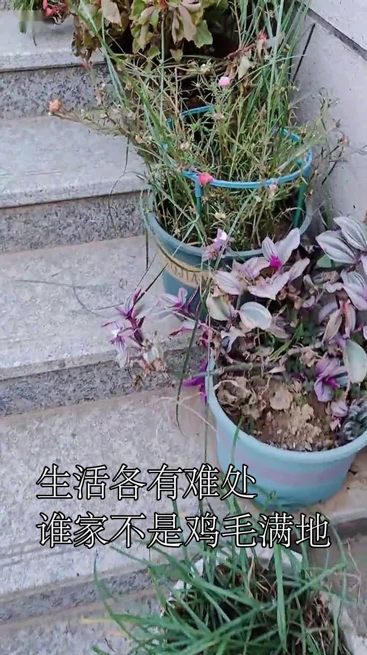 生活各有难处谁家不是鸡毛满地