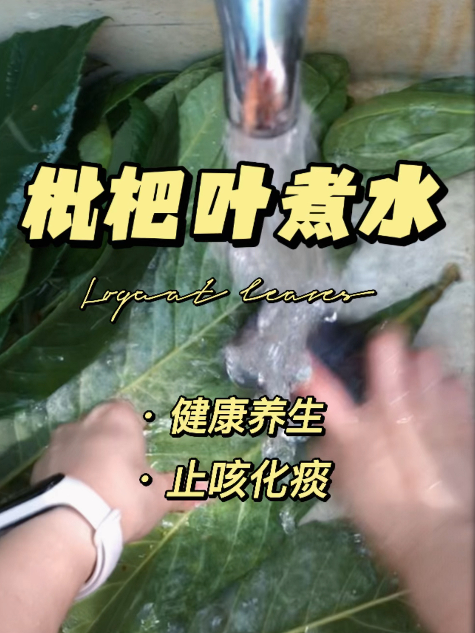 枇杷叶煮水|90后养生日常|土方止咳