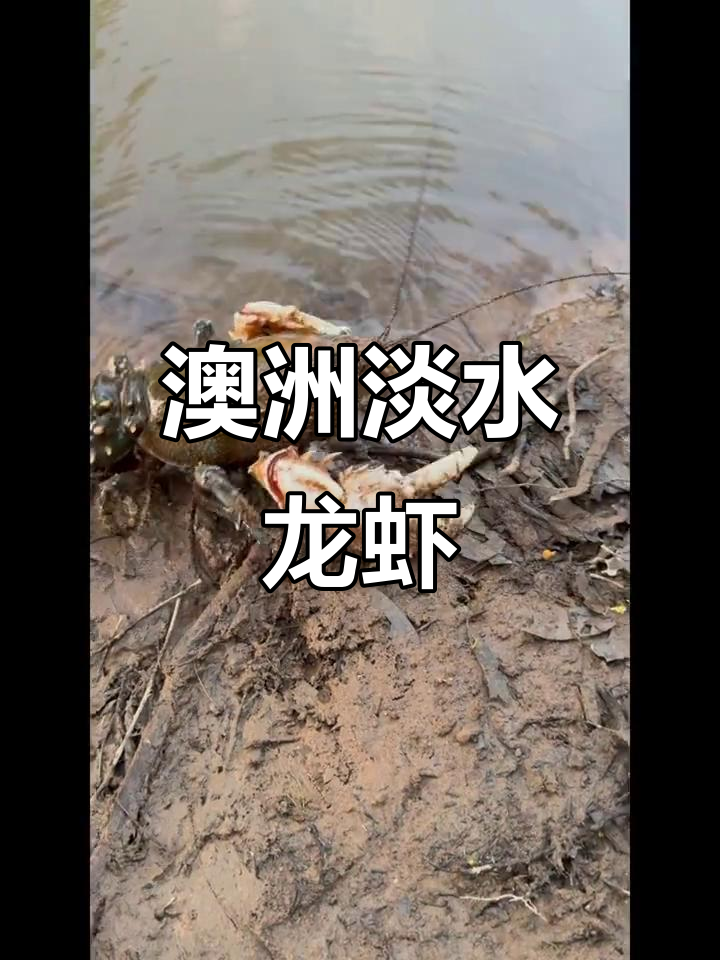 澳洲淡水龙虾：墨累河多刺螯虾揭秘