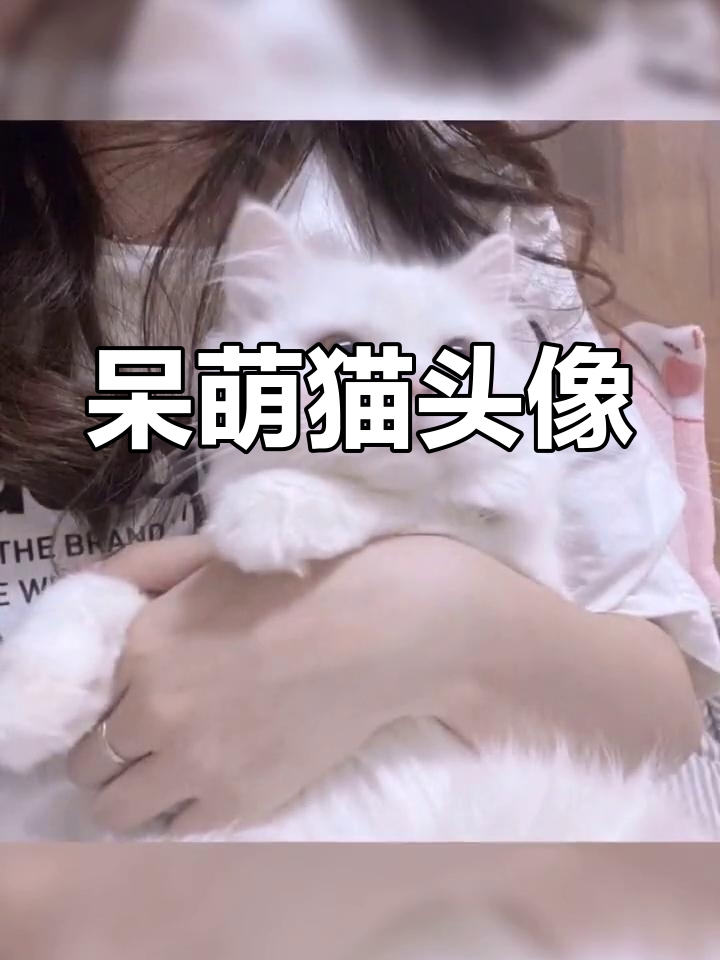 猫咪闺蜜头像,夜晚星星陪伴