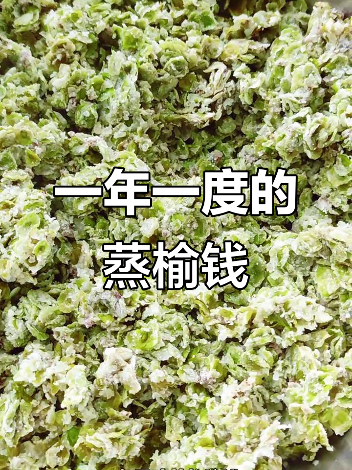 蒸榆钱儿:一年一次的美味,搭配蒜汁更诱人