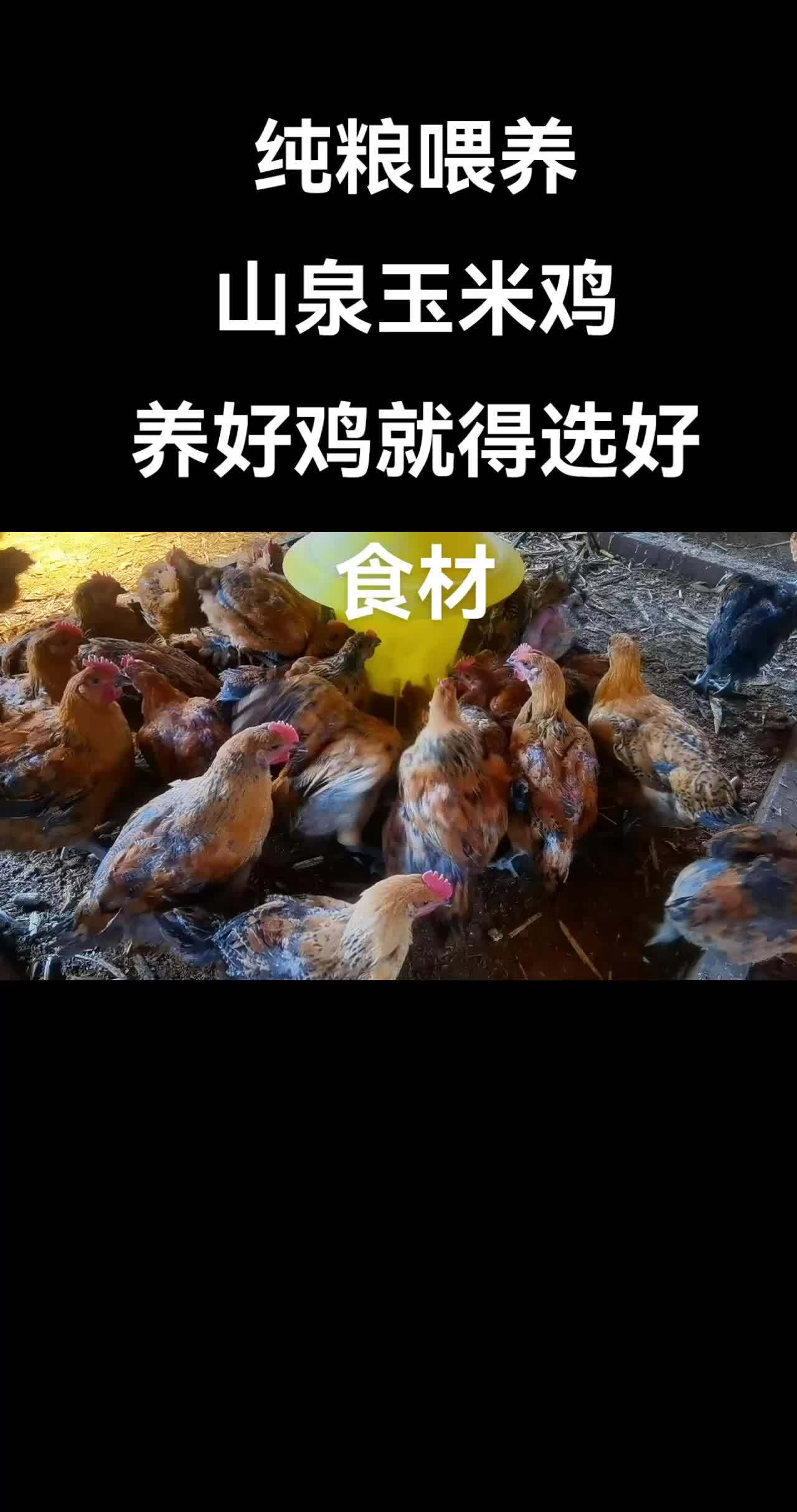 好公鸡纯粮喂、喝的山泉水,吃的纯粮食。农村创业养殖 农村散养土鸡 家禽养殖 原创视频 抖音