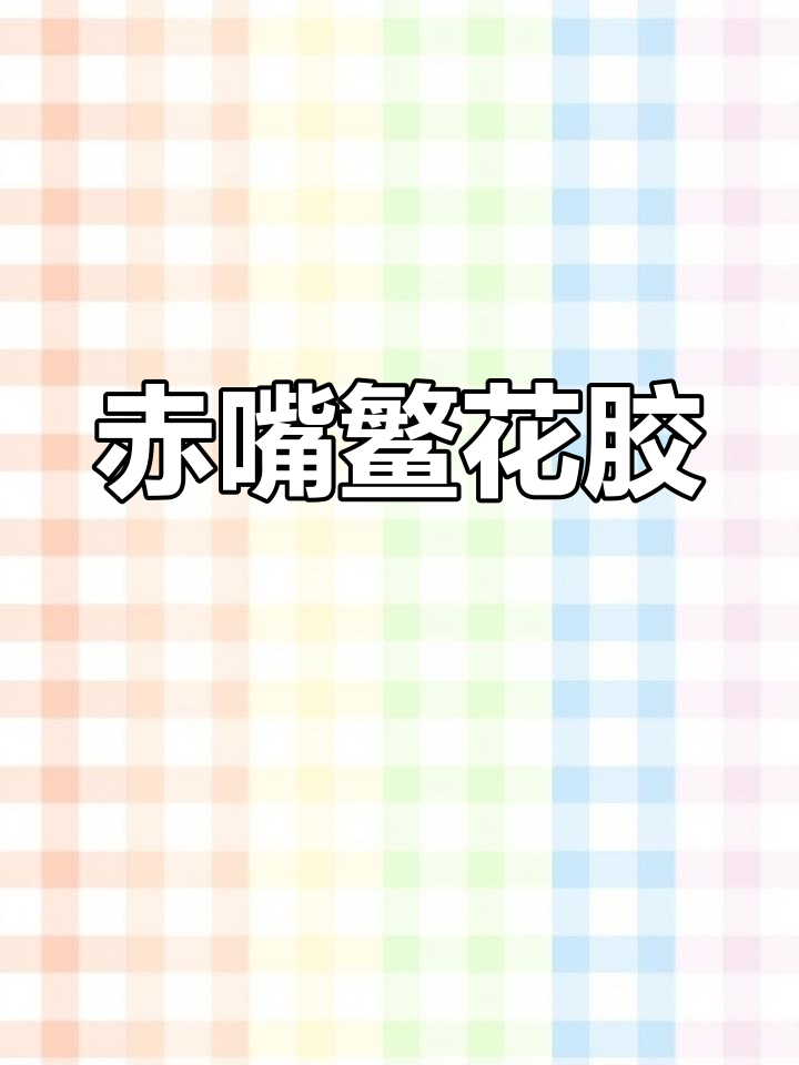 赤嘴鳘鱼胶:补气血的绝佳选择