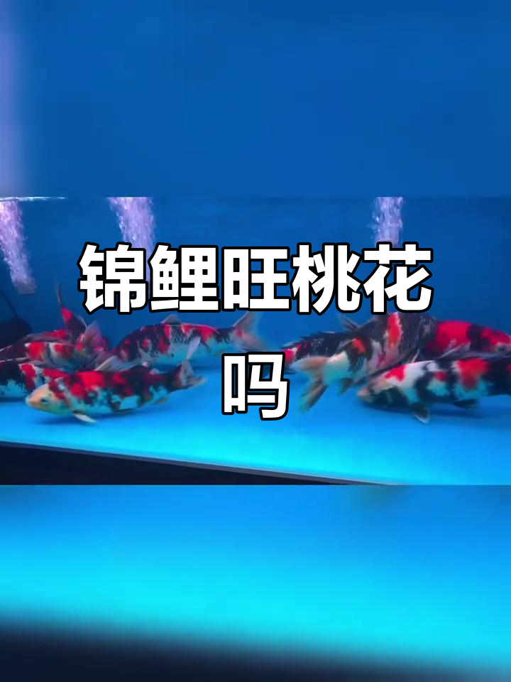 养锦鲤能带来桃花运?颜色鲜艳的鱼缸有奇效
