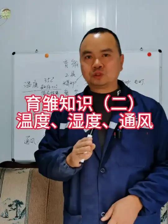 新手小白养鸡要学会小鸡育雏知识。育雏温度、湿度、通风如何管理 养鸡技术 创业养鸡 育雏 科