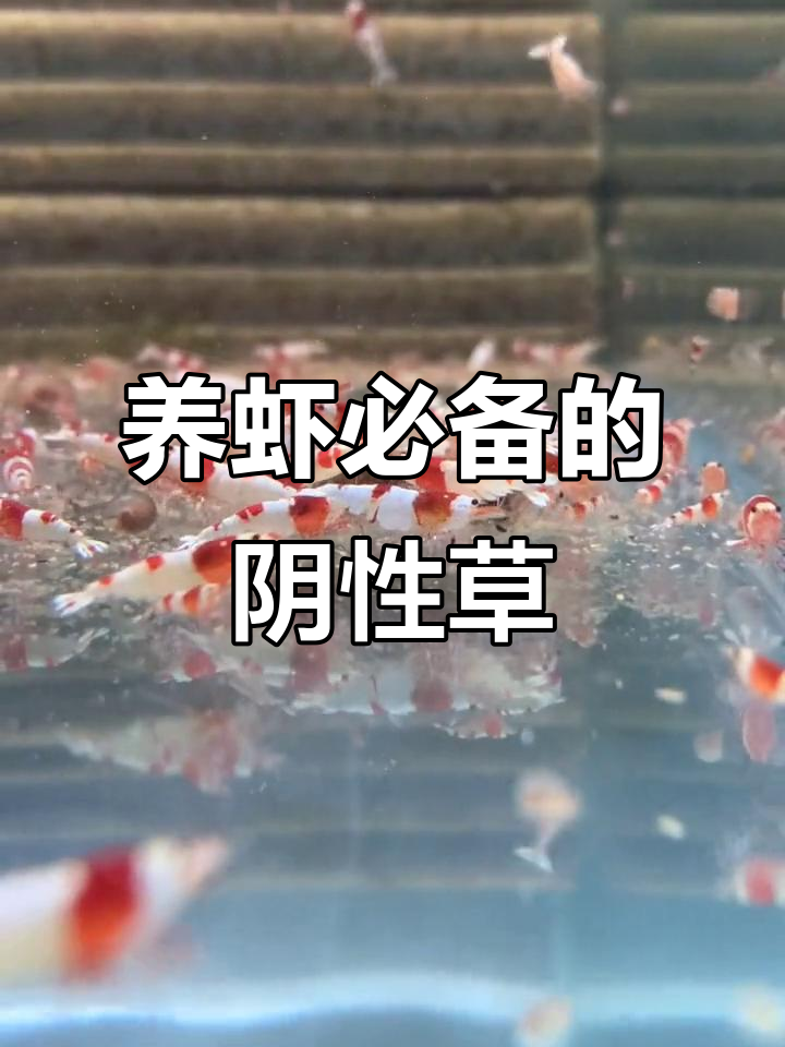 虾缸草种选择指南：阴性水草如何养护