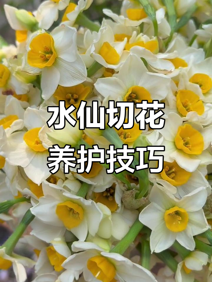 刚收到像韭菜，插瓶后香气四溢，花期延长的秘诀大公开