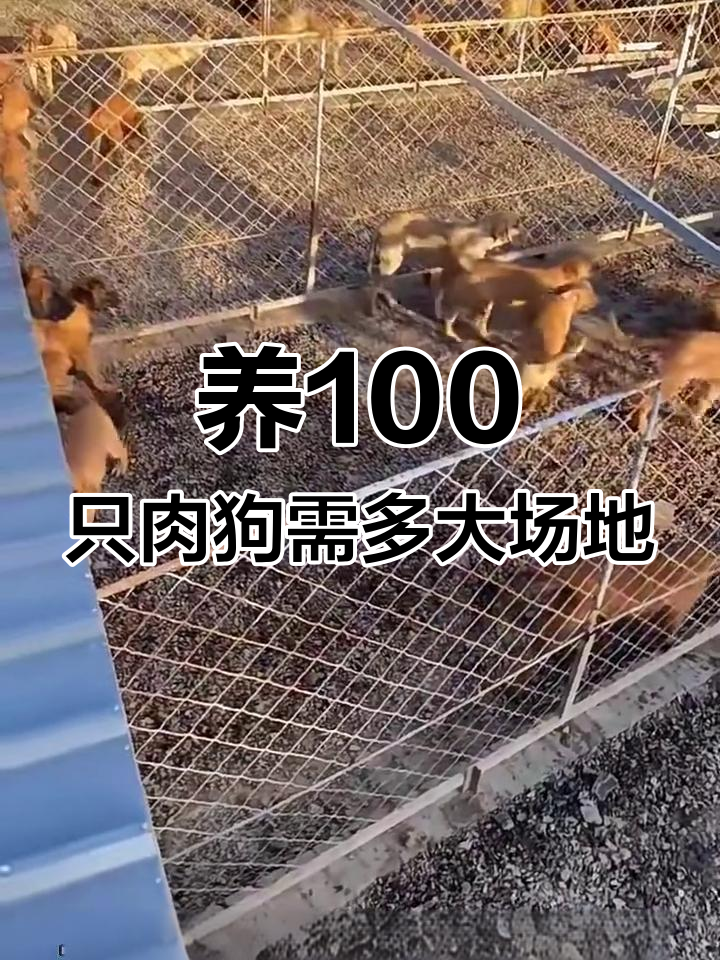 养殖100只肉狗需要多少场地?了解活动空间需求