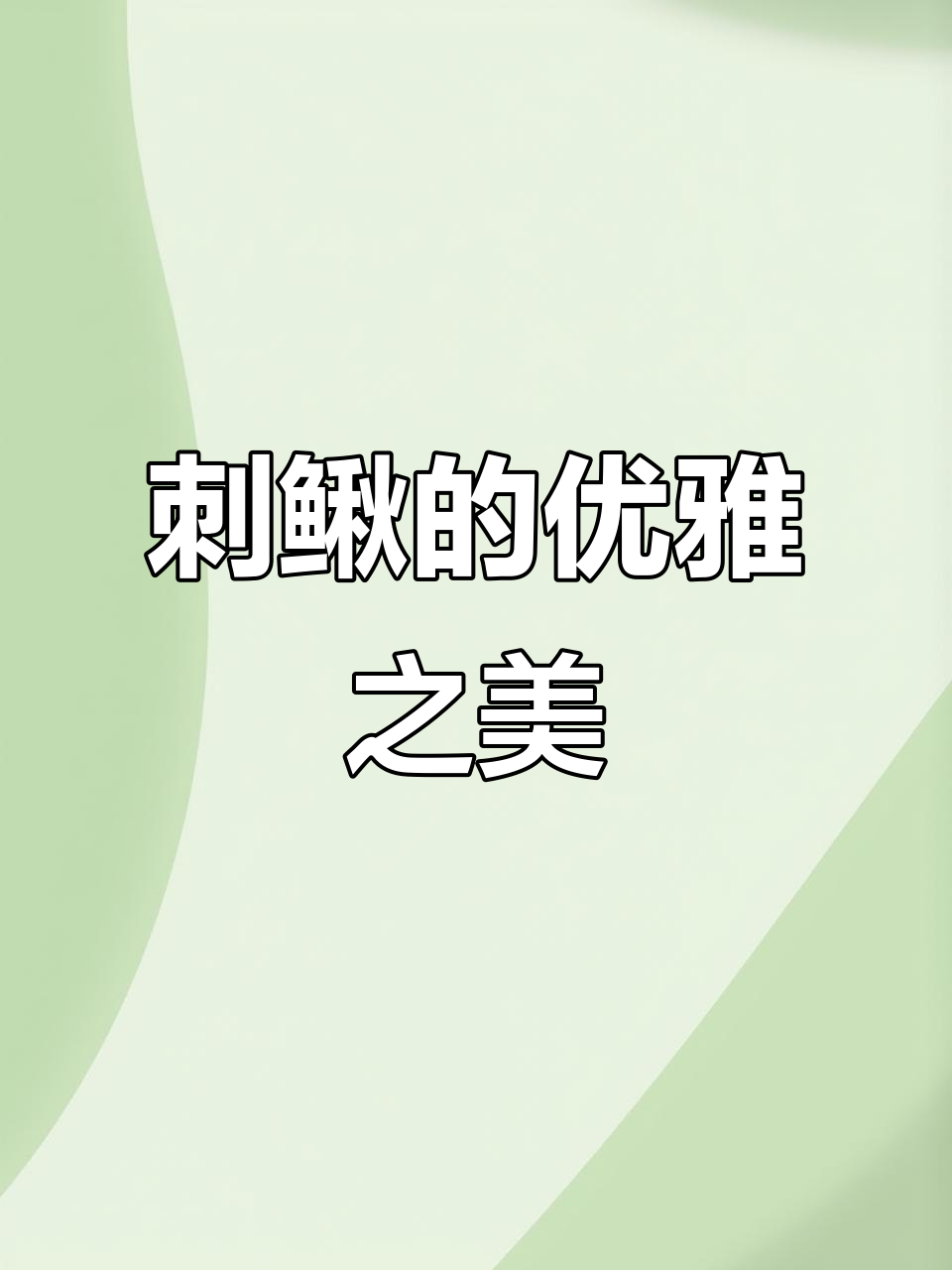 刺鳅美丽又温和,鱼缸中的优雅观赏者