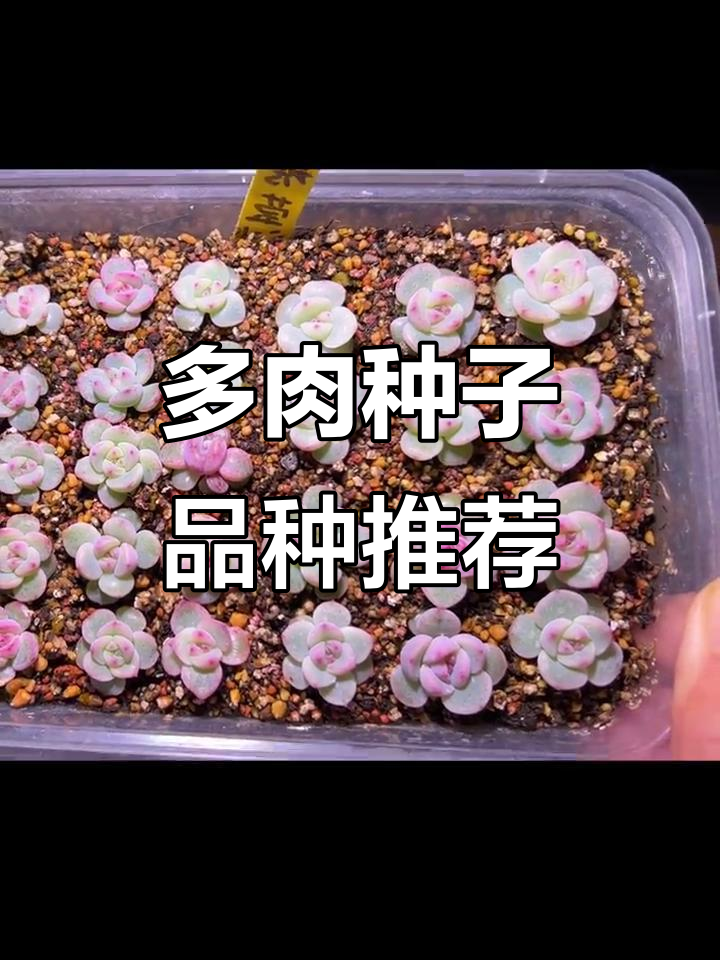 2023年多肉种子盘点:厚梦、雪莲人香草等品种推荐