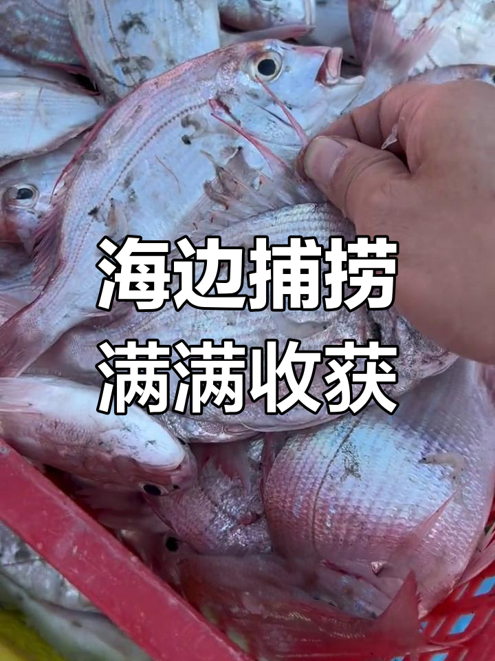 海边渔获大丰收,新鲜海鲜一网打尽